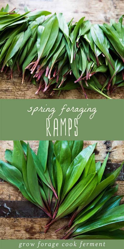 wilddev leaks|Foraging Wild Ramps (Wild Leeks): Identification and Look